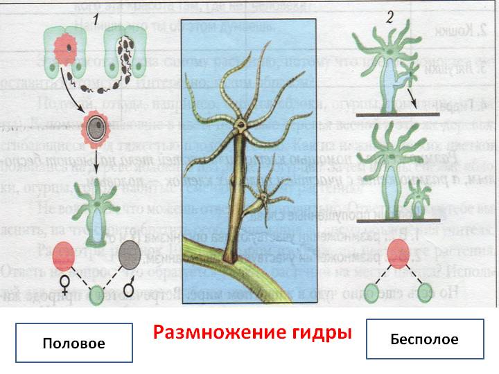 Кракен соль