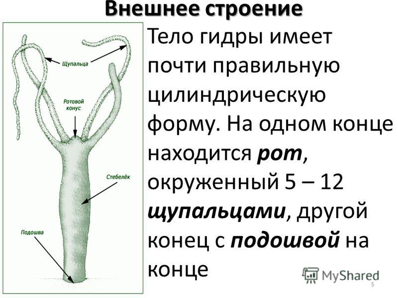 Кракен 12 сайт